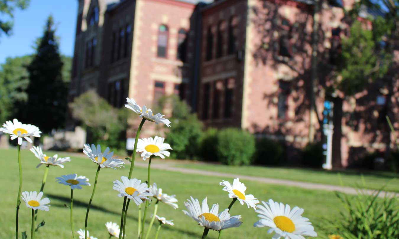 Daisies captured in campus landscape picture